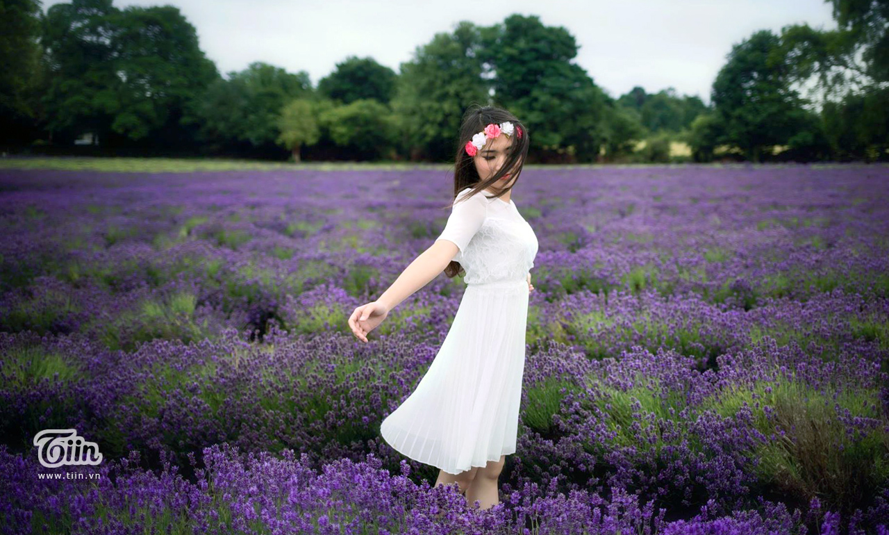 Cánh đồng hoa lavender Cầu Đất