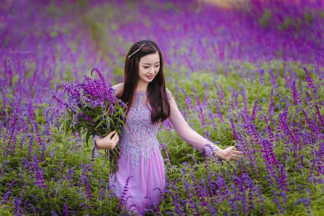 Vườn hoa Lavender Đà Lạt nở vào tháng mấy